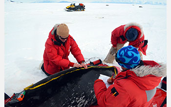 Measuring Weddell seal